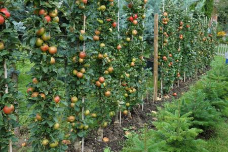 Säulenapfel in der Reihe